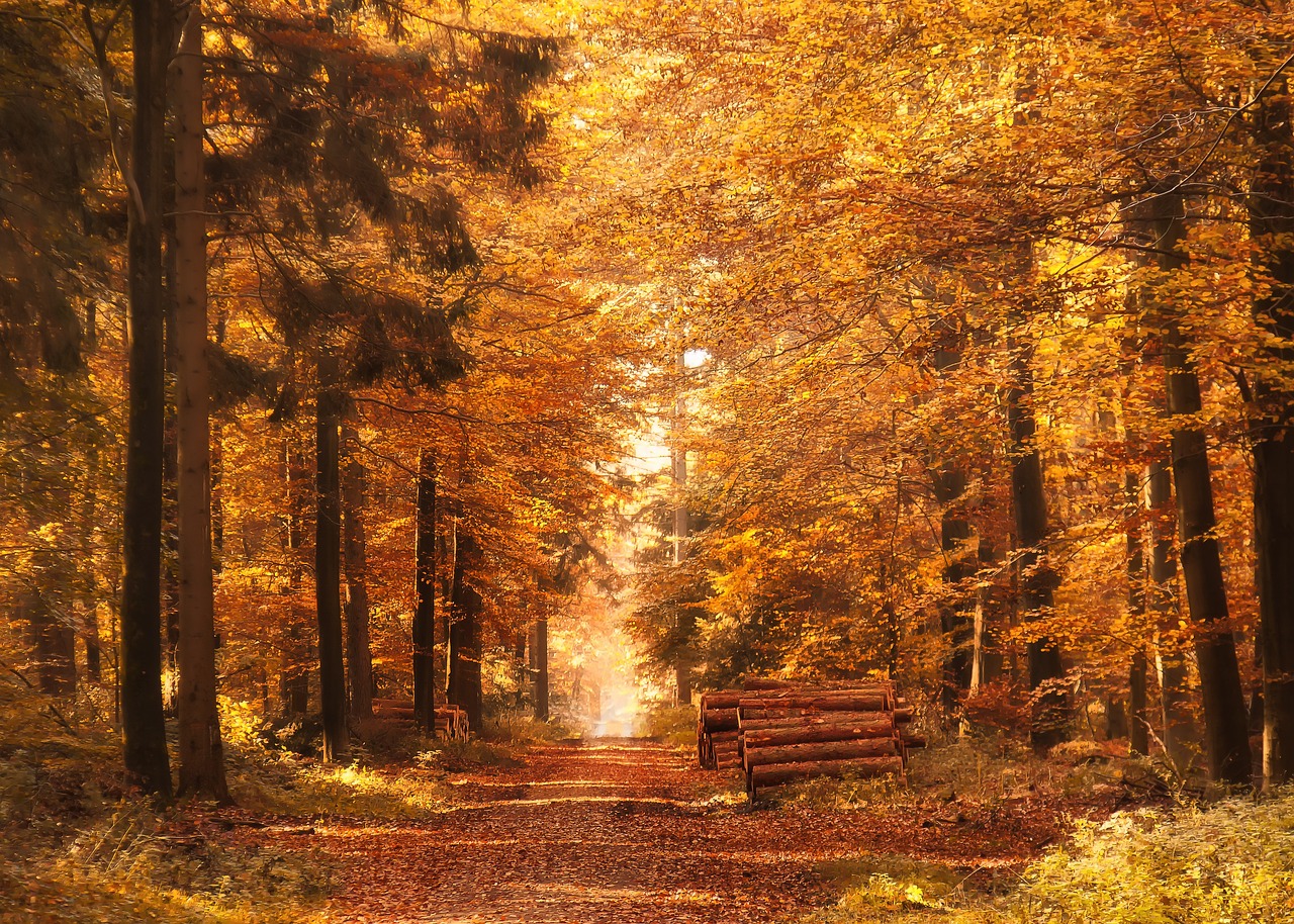 Jesienne wycieczki: odkryj piękno natury i kultury w sezonie jesiennym